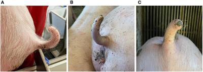 Individual behavioral correlates of tail biting in pre-finishing piglets